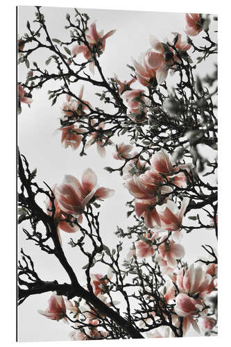 Gallery print Blooming peach magnolia