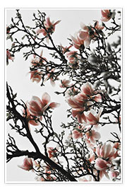 Poster Magnolia pêche en fleurs