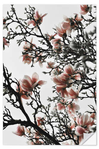 Selvklebende plakat Blooming peach magnolia