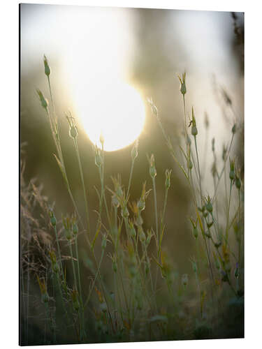 Print på aluminium Dreamy bud bokeh in a field