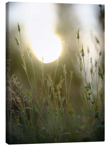 Canvas print Dreamy bud bokeh in a field