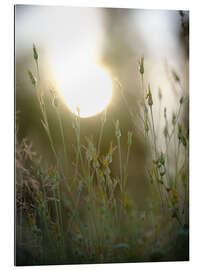 Galleritryk Dreamy bud bokeh in a field