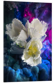 Acrylic print White tulips