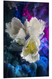 Aluminium print White tulips