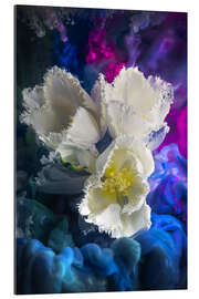 Gallery print White tulips