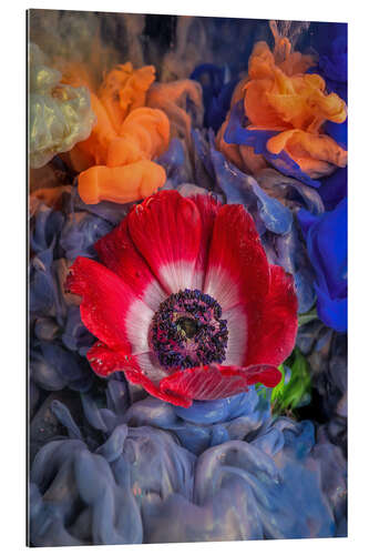 Gallery Print Anemone Rot Weis