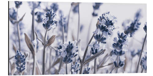 Aluminium print My Lavender