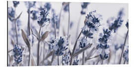 Tableau en aluminium My Lavender