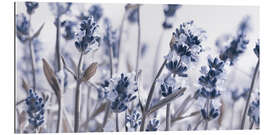 Gallery print My Lavender