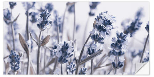 Selvklæbende plakat My Lavender