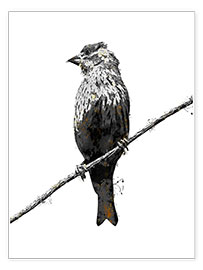 Tableau  Oiseau perché sur une branche - SW Clough