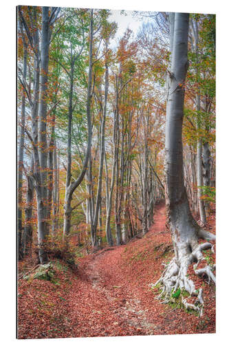 Stampa su plexi-alluminio Bosco autunnale