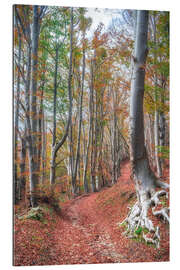 Gallery print Autumn Forest