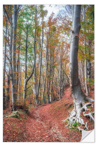 Sticker mural Forêt d'automne