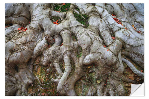 Autocolante decorativo Beech Roots