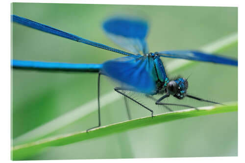 Acrylglasbild Die Libelle