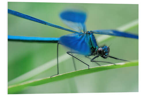 PVC-taulu The dragonfly