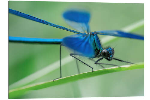 Galleriprint The dragonfly