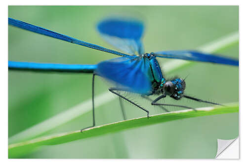 Selvklæbende plakat The dragonfly