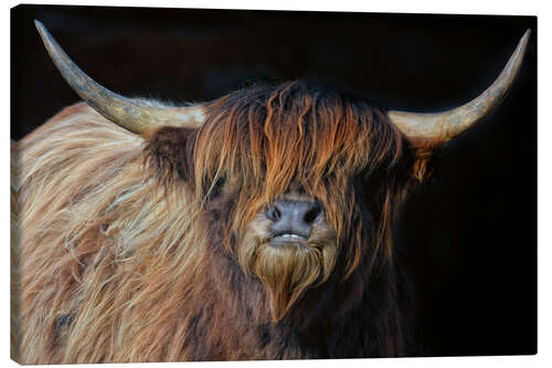 Canvas print Scottish highland cattle