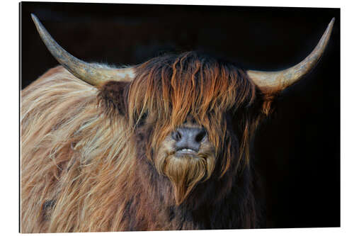 Gallery print Scottish highland cattle