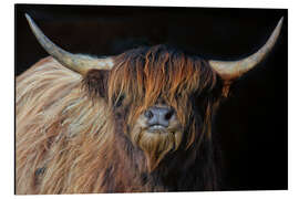 Magnettafel Schottisches Hochlandrind