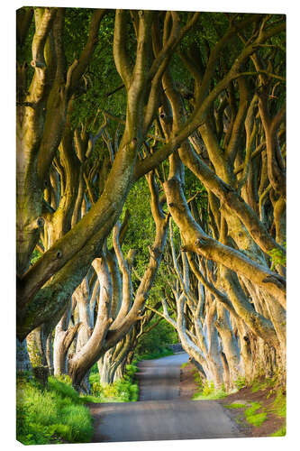 Canvas print Avenue of trees in Northern Ireland