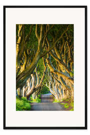 Gerahmter Kunstdruck Baumallee in Nordirland