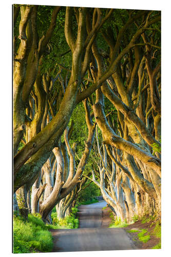 Galleritryk Avenue of trees in Northern Ireland