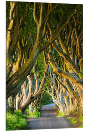 Magnettafel Baumallee in Nordirland