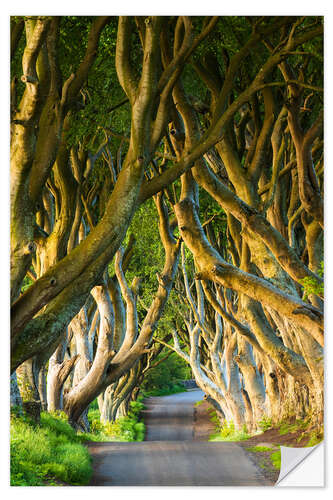 Självhäftande poster Avenue of trees in Northern Ireland