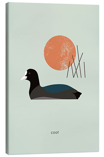 Canvas print Coot