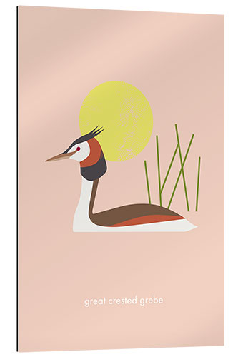 Quadro em plexi-alumínio Great crested grebe