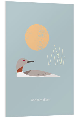 Foam board print Northern Diver