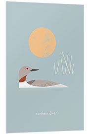 Foam board print Northern Diver