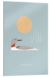 Gallery print Northern Diver