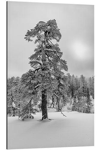 Aluminium print Winter dream black and white