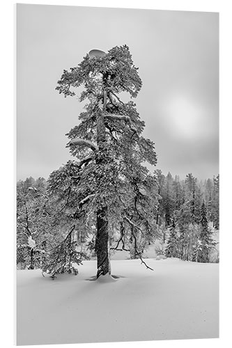 Cuadro de PVC Sueño de invierno en blanco y negro