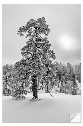 Sisustustarra Winter dream black and white