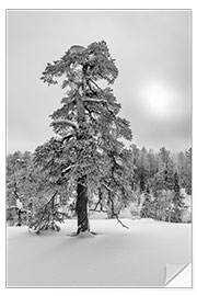 Vinilo para la pared Sueño de invierno en blanco y negro