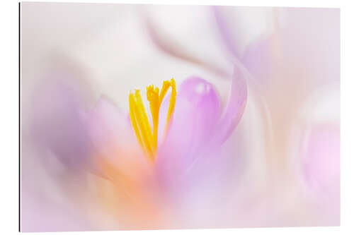 Gallery print Sweet Crocus