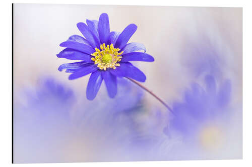 Aluminium print Gorgeous Anemone blanda