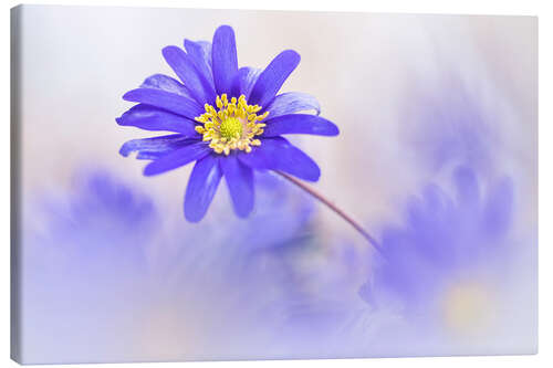 Canvas-taulu Gorgeous Anemone blanda