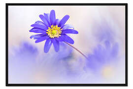 Gerahmter Kunstdruck Wunderschönes Balkan-Windröschen