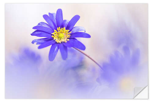 Muursticker Gorgeous Anemone blanda