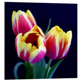 Tableau en plexi-alu Trio de tulipes