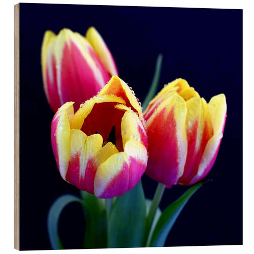 Tableau en bois Trio de tulipes