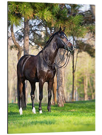 Aluminium print Hanoverian in the Pine Forest