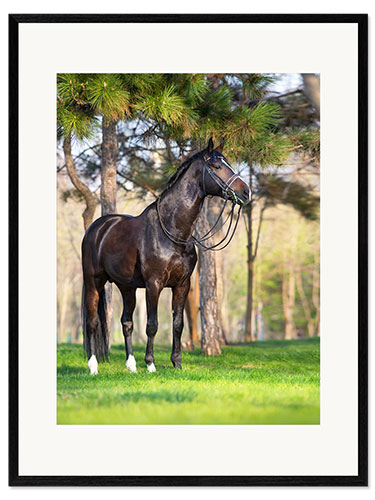 Plakat artystyczny premium w ramie Hanoverian in the Pine Forest