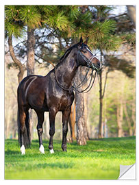 Sticker mural Hanoverian in the Pine Forest